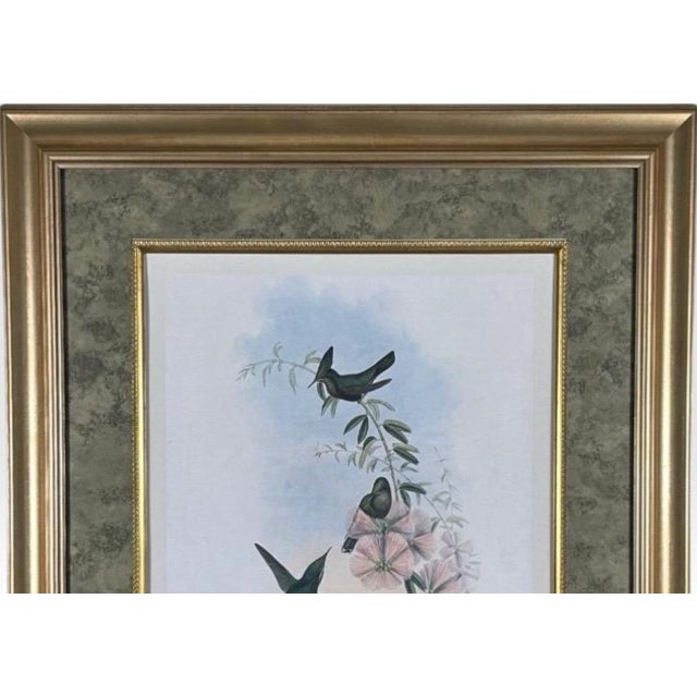 Victorian Antique Nineteenth Century John Gould Hummingbird Framed Fine Art Hand Colored Lithograph For Sale - Image 3 of 13