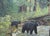 Original oil painting by Sean Wu, A bears family by a pond in the forest.