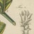 Bertuch, Zedoary and Grains of Paradise Spice Plants, 1805, Print For Sale - Image 9 of 12