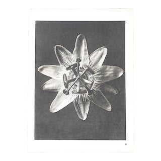 Vintage Modernist Botanical Photogravures by Karl Blossfeldt-Extreme Close-Ups of Flora C.1942 For Sale