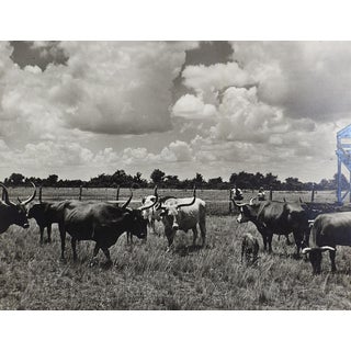 1950's Photograph of Longhorn Cattle For Sale