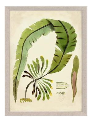 Harvey Seaweeds 11, Framed Artwork