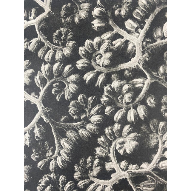 Exquisite Botanical photogravure from famed Urformen Der Kunst portfolio by Blossfeldt . Karl Blossfeldt (1865 - 1932) was...