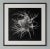 2020s 20" X 20" 'Devil in the Bush Flower' - Black and White Botanical Photography Print / Karl Blossfeldt For Sale - Image 5 of 5