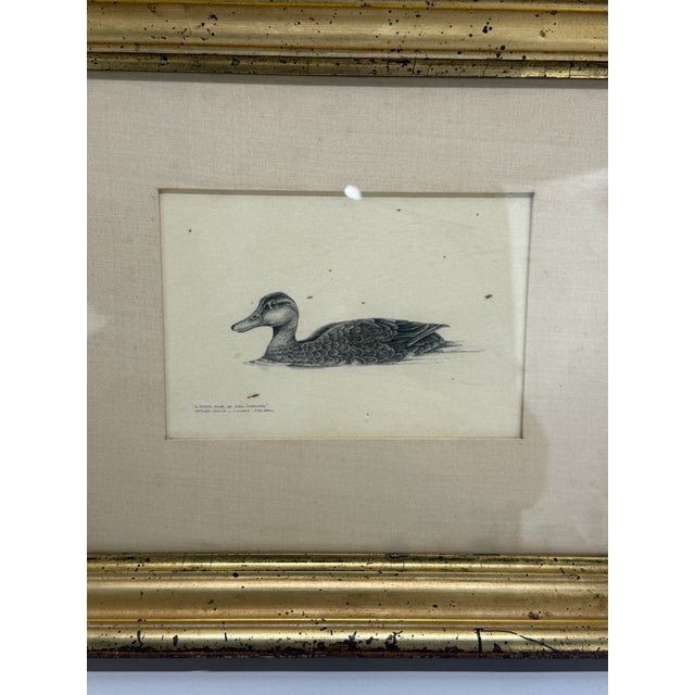 Kathleen Jessica O’Leary Pencil Drawing of Black Duck, 1980 For Sale In Providence - Image 6 of 9