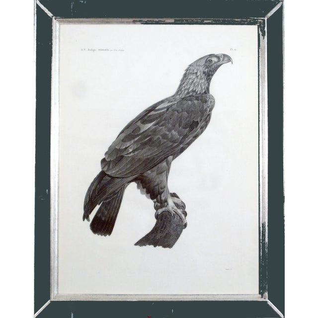 Description De l'Égypte Imperial Eagle Engraving, Savigny, Barraband, Circa 1826 For Sale - Image 12 of 12