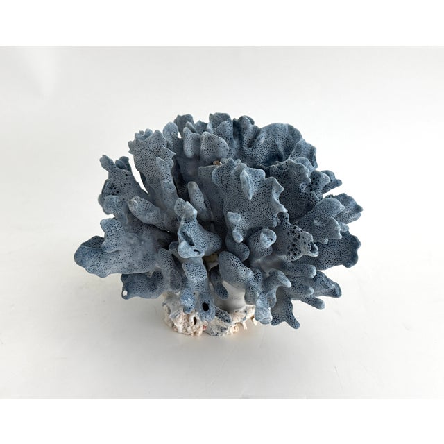 Blue Natural Blue Coral Specimen For Sale - Image 8 of 8