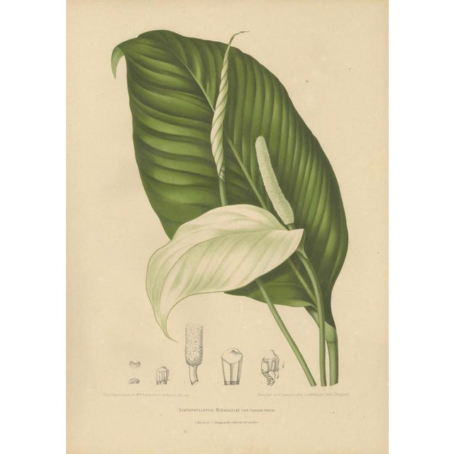 Hoola van Nooten, Peace Lily, 1880, Chromolithograph For Sale - Image 3 of 9
