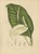 Hoola van Nooten, Peace Lily, 1880, Chromolithograph For Sale - Image 3 of 9