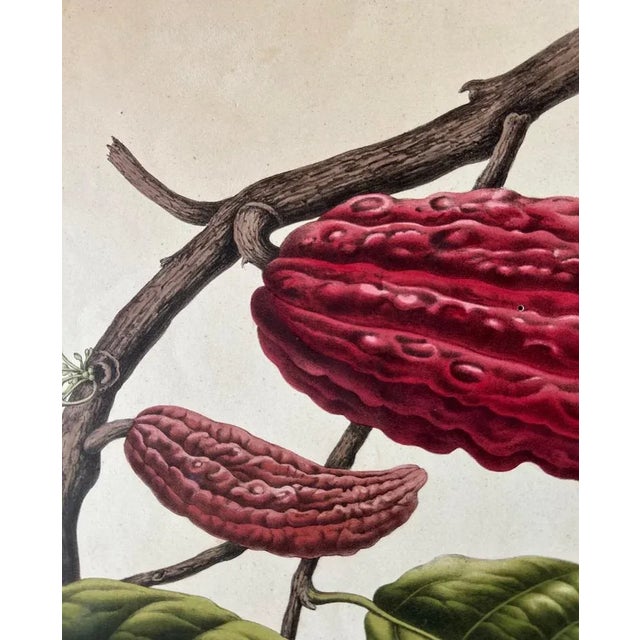 Paper Theobroma Cacao Cocoa Tree, Lithograph, 1863 For Sale - Image 7 of 10