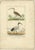 These hand-colored engravings are various bird illustrations published by buffon. They are from the work of georges-louis...