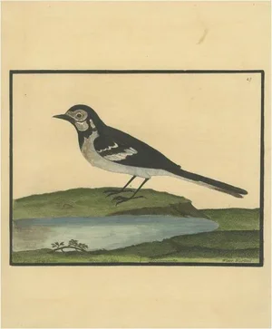 Eleazar Albin, Water Wagtail, 1730, Engraving on Paper