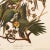 1990s 1990s Carolina Parrots After Audubon, Large American Classical Print For Sale - Image 5 of 10