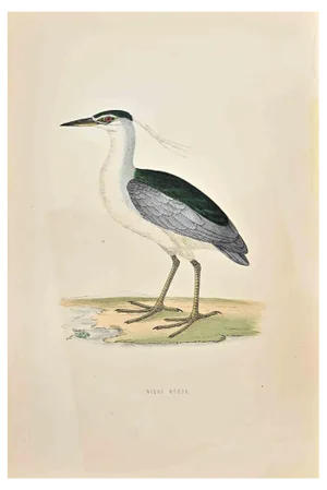 Alexander Francis Lydon, Night Heron, Woodcut Print, 1870