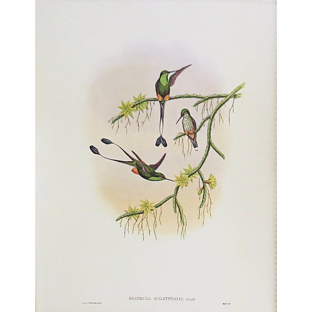 FREE SHIPPING ANYWHERE IN THE CONTINENTAL US! This is a set of John Gould Humming Bird full color lithographs. 1st edition...