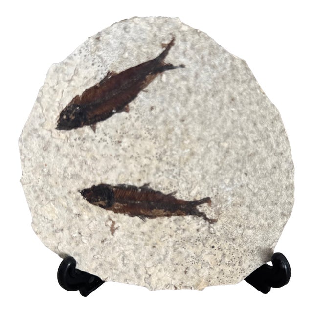 Fossil Knightia Fish From the Green River Formation in Wyoming - With Stand. For Sale