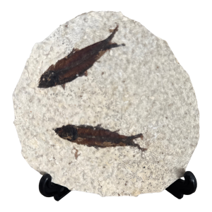 Fossil Knightia Fish From the Green River Formation in Wyoming - With Stand.