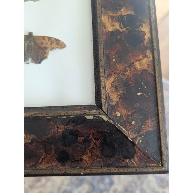 Brown Vintage Taxidermy Butterflies Framed in an Oil Drop Frame For Sale - Image 8 of 14