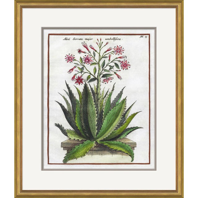 17th Century Florilegium I Framed Art Print For Sale