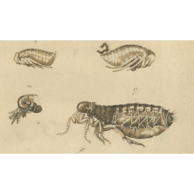 Early 19th Century Brodtmann, Fleas, Tarantula & Spiders, 1816, Lithograph For Sale - Image 5 of 11