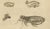 Early 19th Century Brodtmann, Fleas, Tarantula & Spiders, 1816, Lithograph For Sale - Image 5 of 11