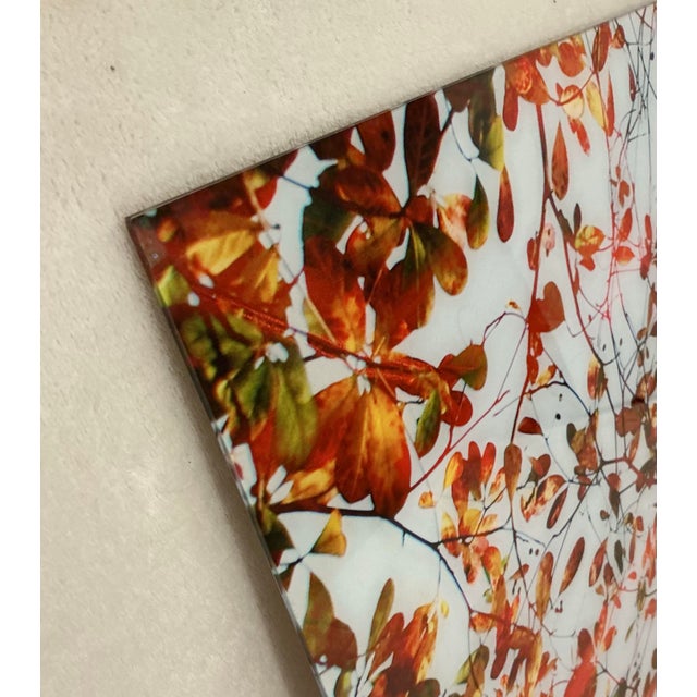Orange Large 40"x60" Autumn Tree Canopy Photo Print Fall Foliage Acrylic Wall Art Decor For Sale - Image 8 of 12
