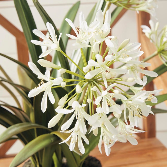 Early 21st Century Agapanthus Drop-In 29" For Sale - Image 5 of 5