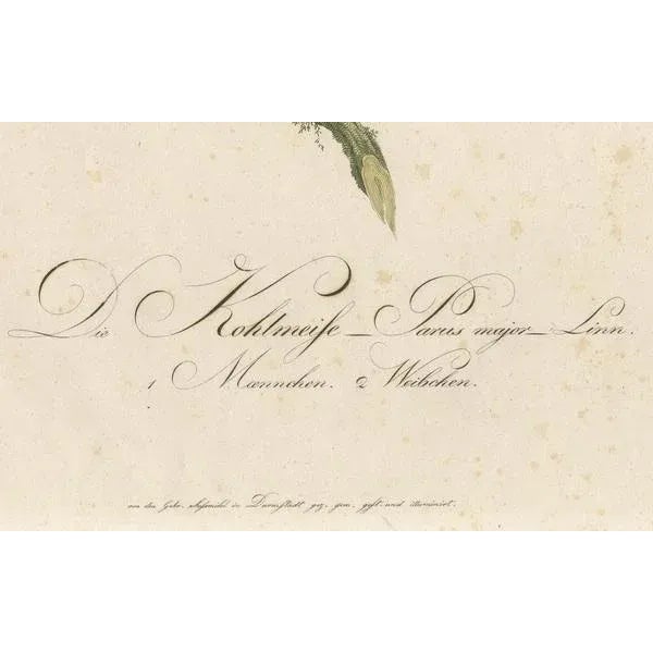 Alkeni, Depiction of Great Tits, 18th Century, Engraving For Sale - Image 3 of 7