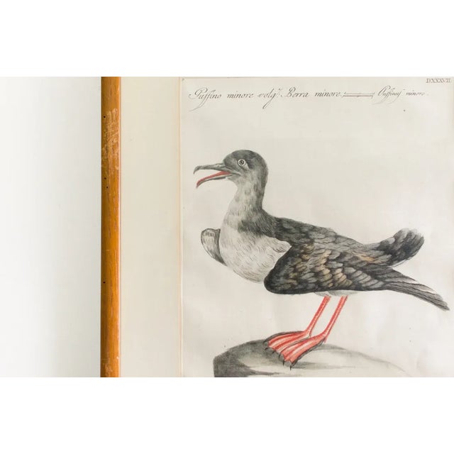 Antique Rare Hand Colored Etching Framed Puffin Bird by Saverio Manetti Italian, 1700's For Sale - Image 4 of 8