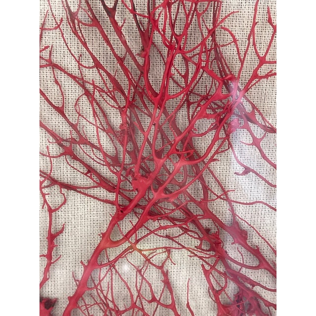 Vintage Boho Coastal Sea Whip Branches Painted Red Framed For Sale - Image 4 of 4