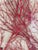 Vintage Boho Coastal Sea Whip Branches Painted Red Framed For Sale - Image 4 of 4