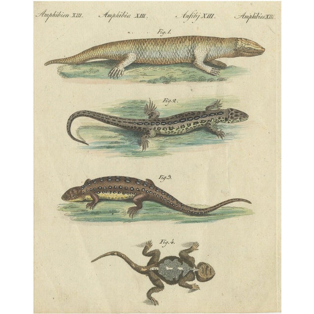 Bertuch, Lizards and Newts, 1800, Handcolored Engraving For Sale