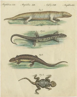 Bertuch, Lizards and Newts, 1800, Handcolored Engraving