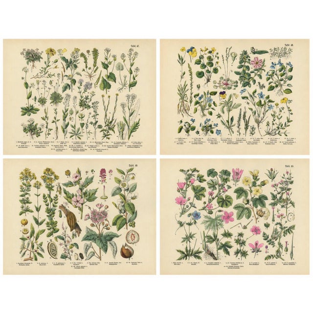 German Wildflower Botanical Plates, Chromolithographs, Stuttgart circa 1890 : A refined and visually rich set of four...