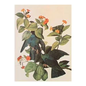 1966 White-Crowned Pigeon After John J. Audubon, Cottage Print