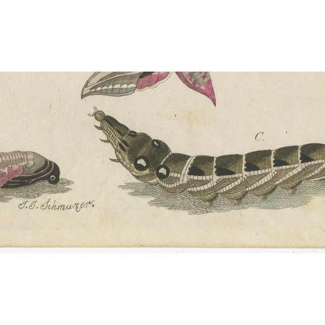 19th Century Bertuch, Elephant Hawk Moth and Hawk Moth Caterpillars, 1805, Print For Sale - Image 5 of 12