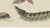 19th Century Bertuch, Elephant Hawk Moth and Hawk Moth Caterpillars, 1805, Print For Sale - Image 5 of 12