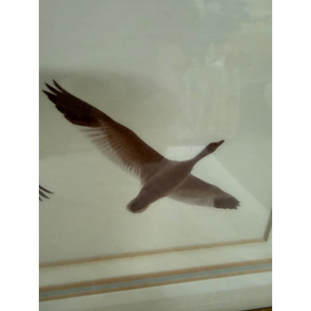 Lee Mann "Snow Geese in Flight" Original Photographic, Framed For Sale - Image 11 of 12