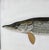 Contemporary Late 20th Century Douglas Tibbitts (New Hampshire, Contemporary), Northern Pike., Acrylic on Paper For Sale - Image 3 of 5