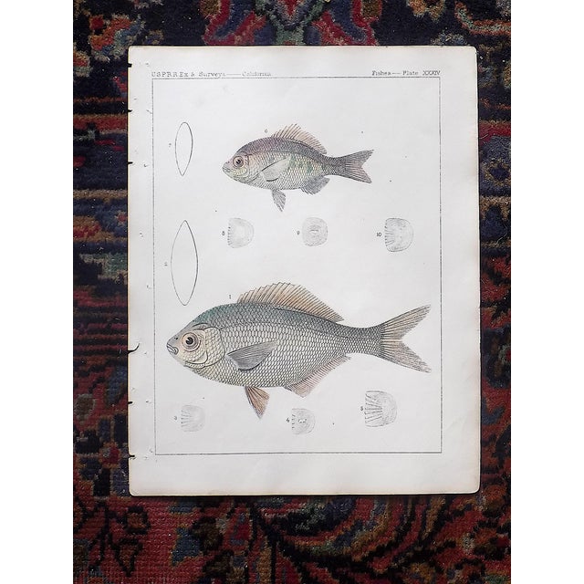 Antique 19th Century Hand Colored American Fish Lithographs - Set of 3 ...