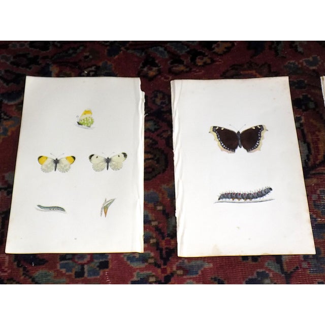 This set of twelve (12) authentic antique mid 19th century lithographs depict butterflies. Period hand color. Printed on...