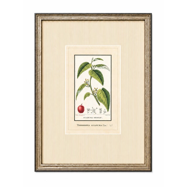 A beautifully curated set of four early 19th-century French botanical engravings—professionally framed and ready to create...
