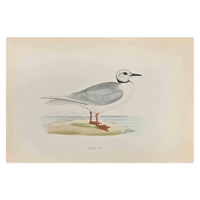 Alexander Francis Lydon, Ross's Gull, Woodcut Print, 1870 For Sale
