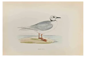 Alexander Francis Lydon, Ross's Gull, Woodcut Print, 1870