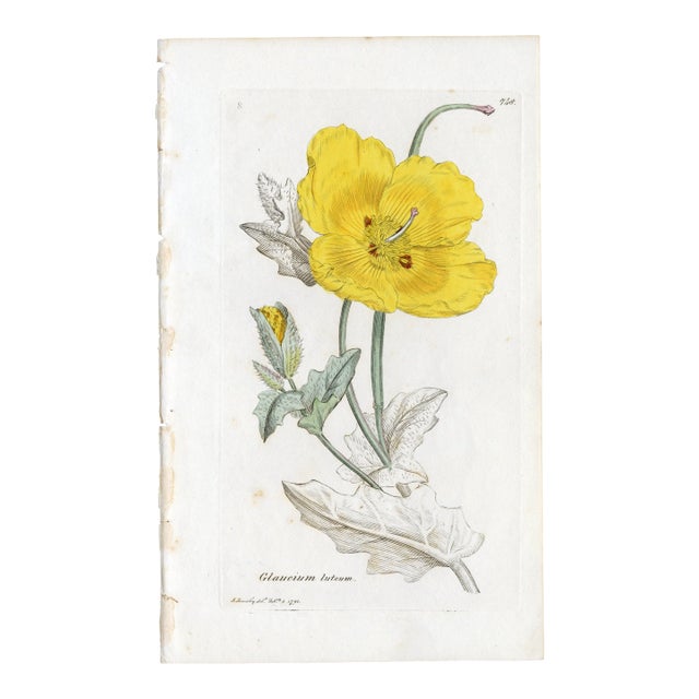 Antique Hand-Colored Botanical Print by the Sowerby Family — English Botany Series (C. 19th Century) H For Sale