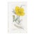 Antique Hand-Colored Botanical Print by the Sowerby Family — English Botany Series (C. 19th Century) H For Sale