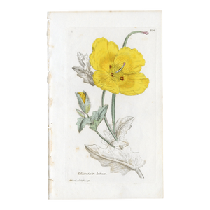 Antique Hand-Colored Botanical Print by the Sowerby Family — English Botany Series (C. 19th Century) H