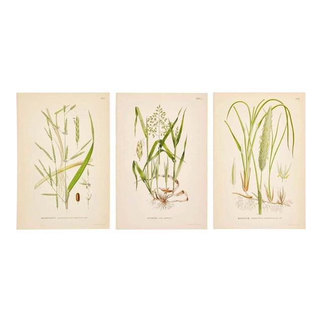 Nordic Grass Studies | Antique Swedish Botanical Prints, Set of 3 Chromolithographs For Sale