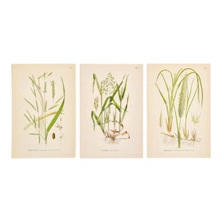 Nordic Grass Studies | Antique Swedish Botanical Prints, Set of 3 Chromolithographs | Peaceful Natural History Art For Sale