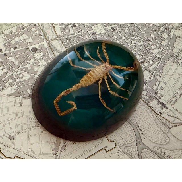 Mid 20th Century Mid 20th Century Taxidermy Scorpion Specimen Lucite Paperweight For Sale - Image 5 of 7
